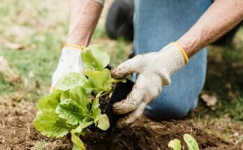 How to Prevent Environmental Harm from Cutting Plants