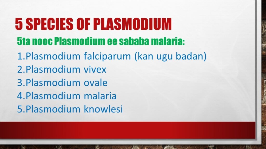 MALARIA DISEASE (CUDURKA DUUMADA) QEYBTII 1AAD 3 Slide3 4