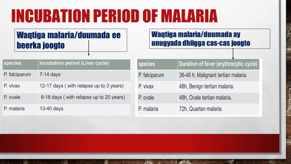 MALARIA DISEASE (CUDURKA DUUMADA) QEYBTII 1AAD 4 Slide4 4