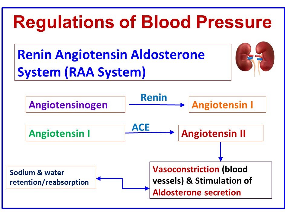 HYPERTENSION (DHIIGKAR) QEYBTII 4AAD 6 Slide6 1